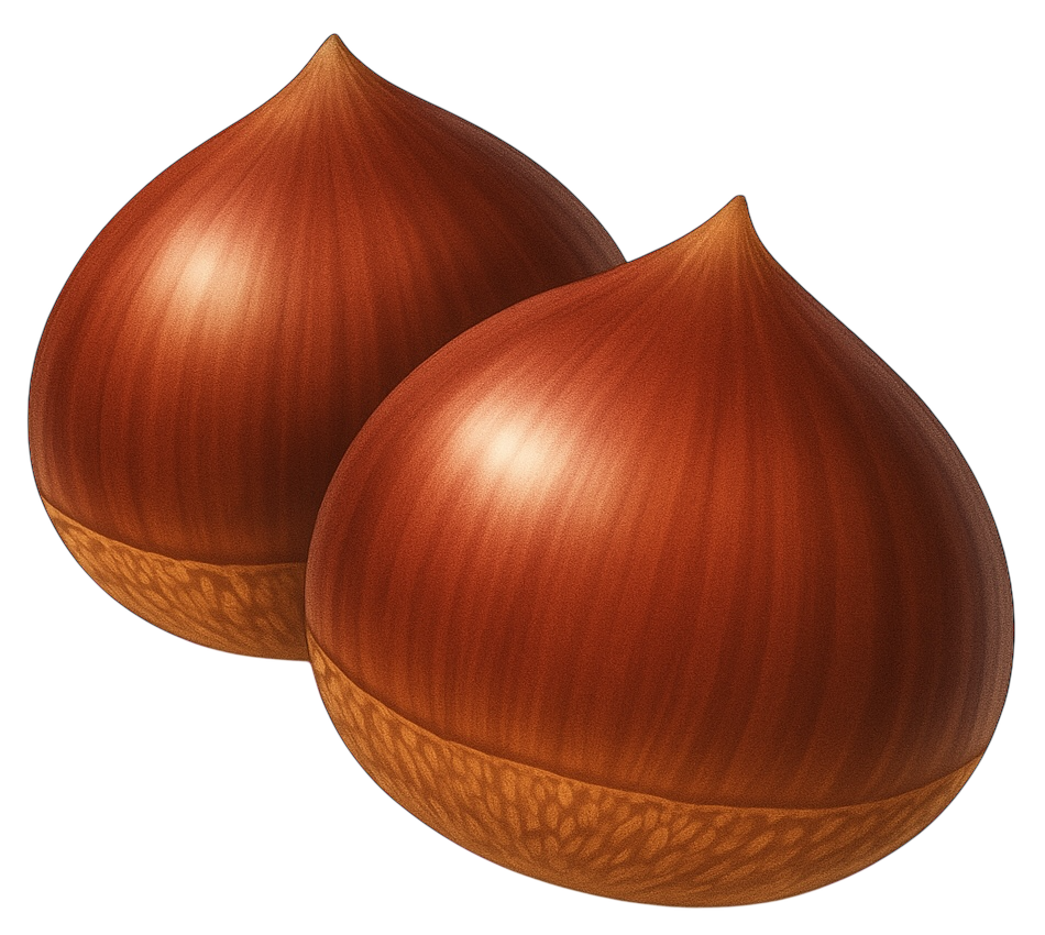 栗のイラスト素材(透過PNG/食べものカテゴリ)