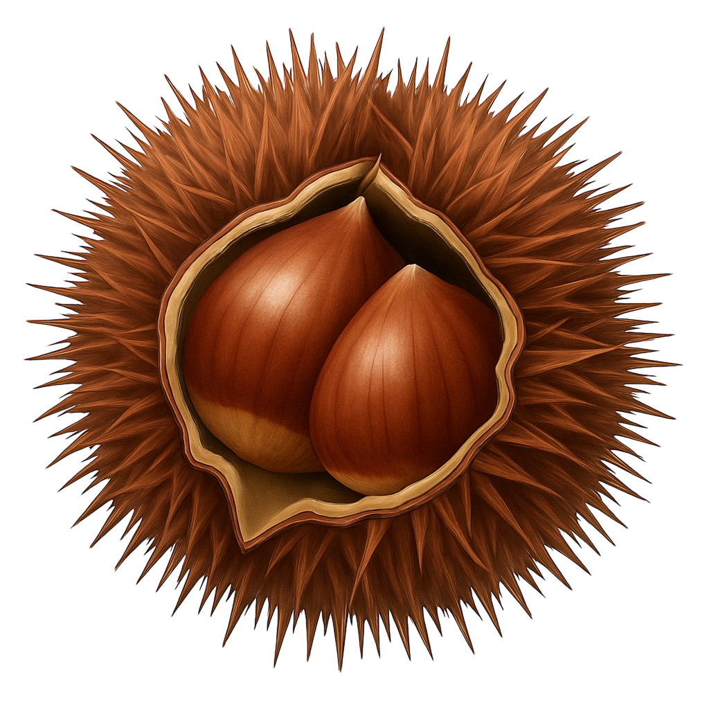 毬栗（茶色）のイラスト素材(透過PNG/食べものカテゴリ)