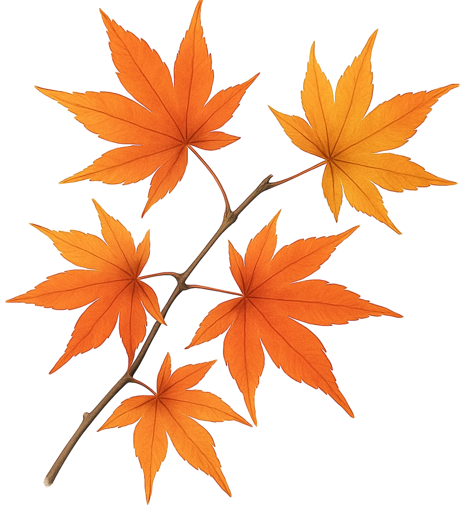 紅葉のイラスト素材(透過PNG/季節カテゴリ)